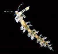Photo: B. Rudman; See it in Sea Slug Forum